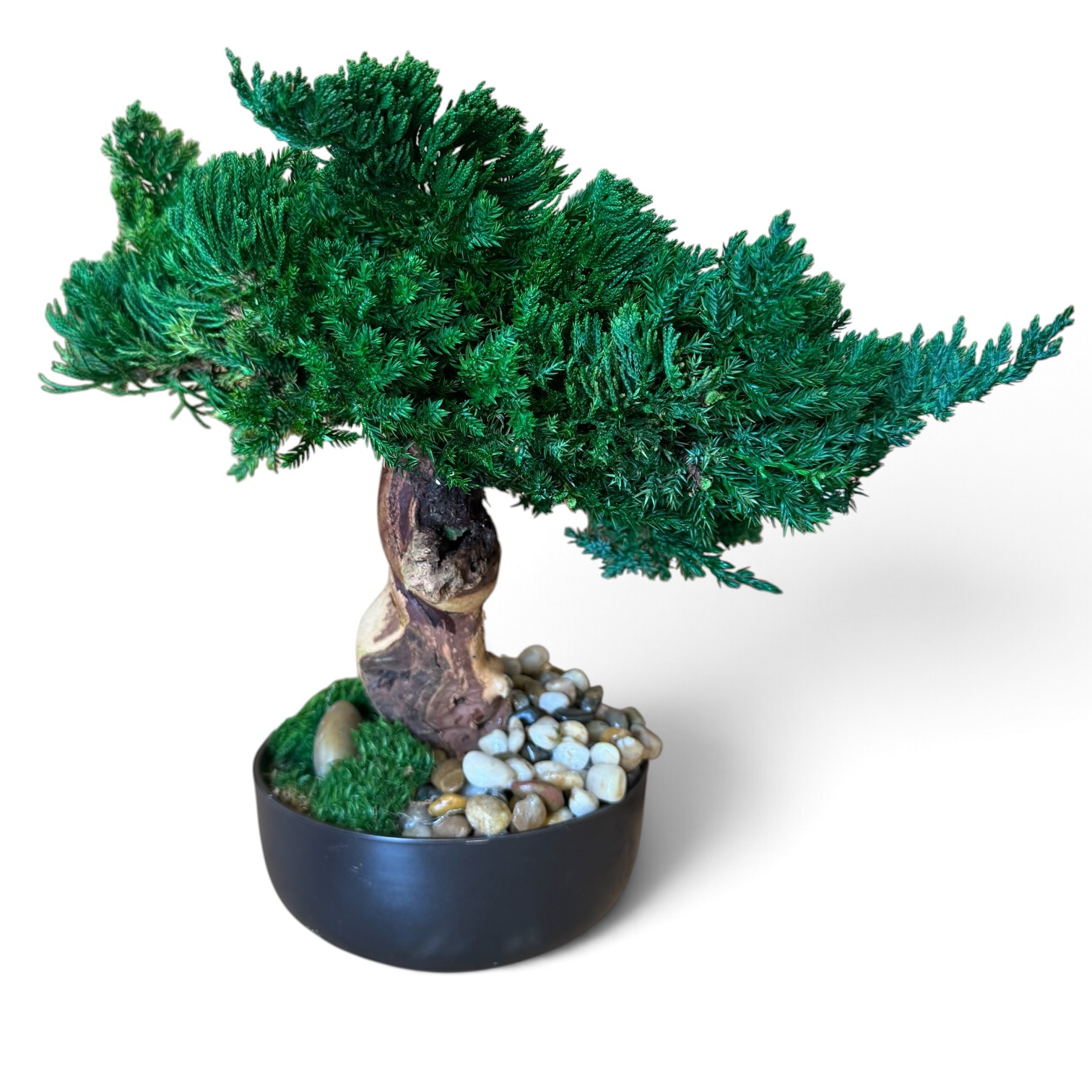 Preserved Traditional Bonsai Tree